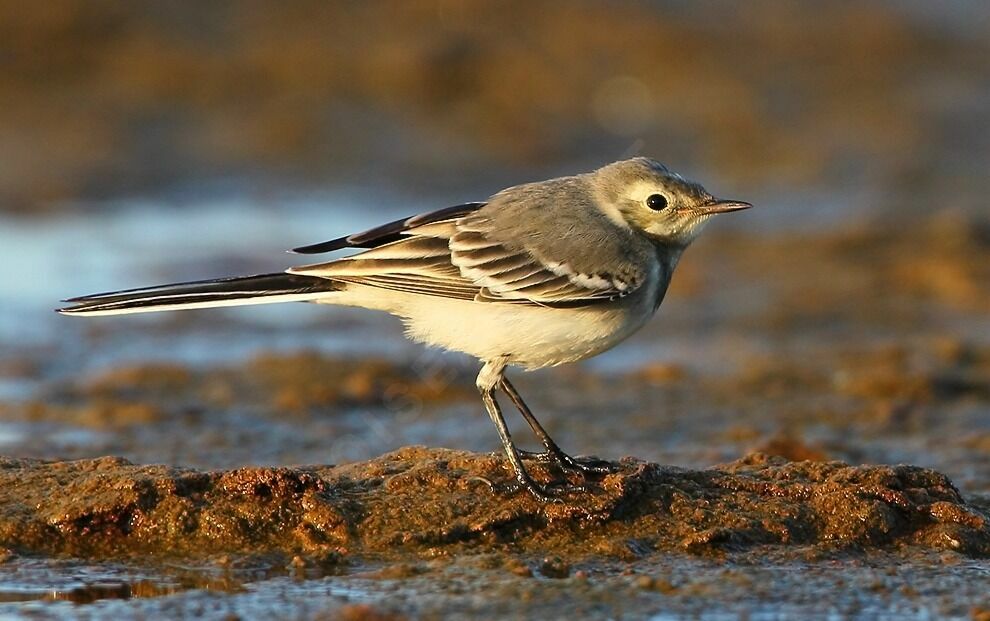 White Wagtail