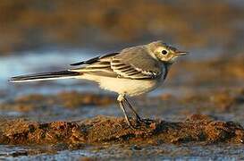 White Wagtail