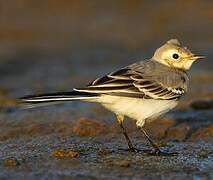 White Wagtail