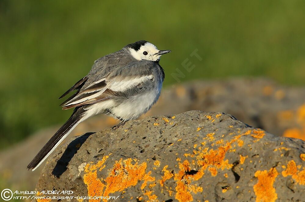 White Wagtail