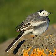 White Wagtail