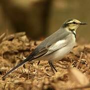 White Wagtail (lugens)