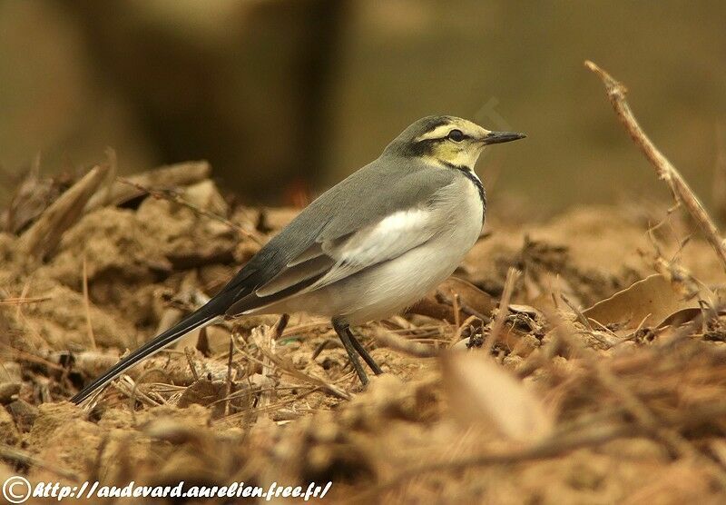 White Wagtail (lugens)First year