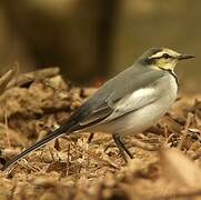 White Wagtail (lugens)