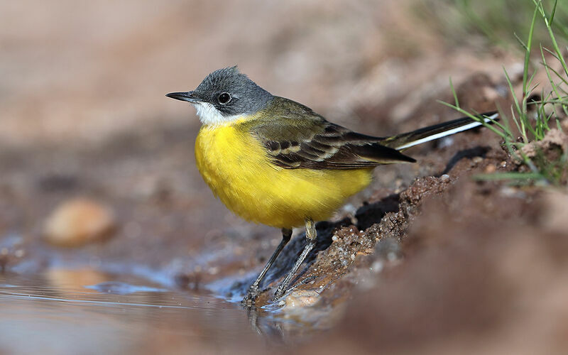 Western Yellow Wagtail male adult breeding, identification