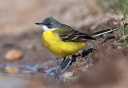 Western Yellow Wagtail