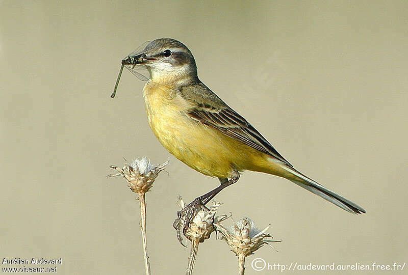 Western Yellow Wagtail female adult, feeding habits