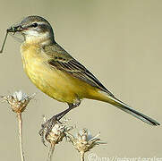 Western Yellow Wagtail