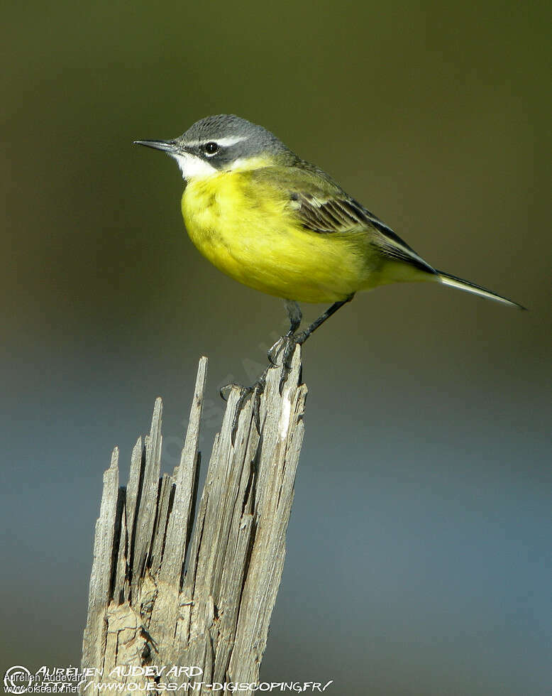 Western Yellow Wagtail