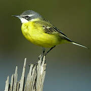 Western Yellow Wagtail