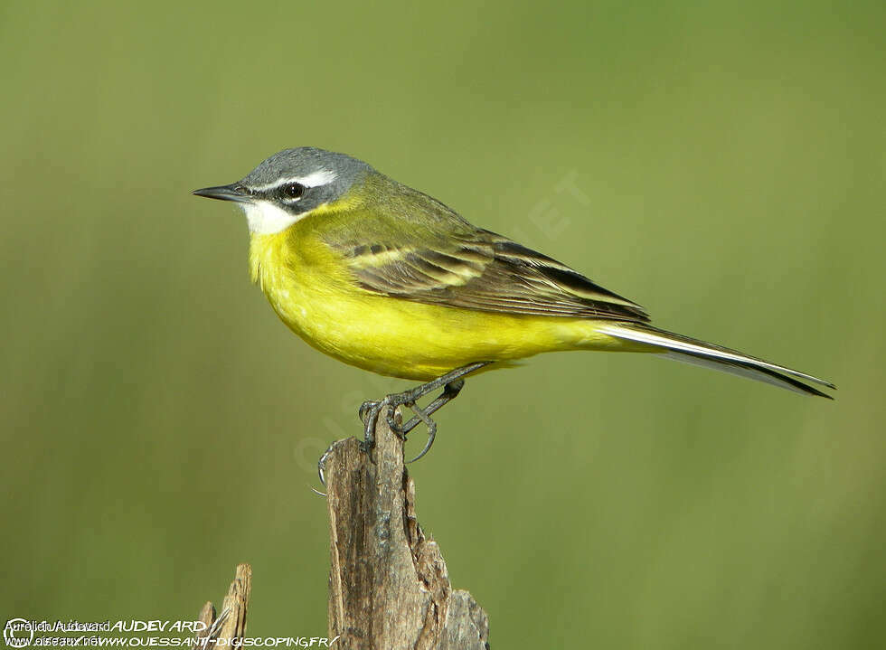 Western Yellow Wagtail male adult breeding, identification