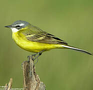 Western Yellow Wagtail