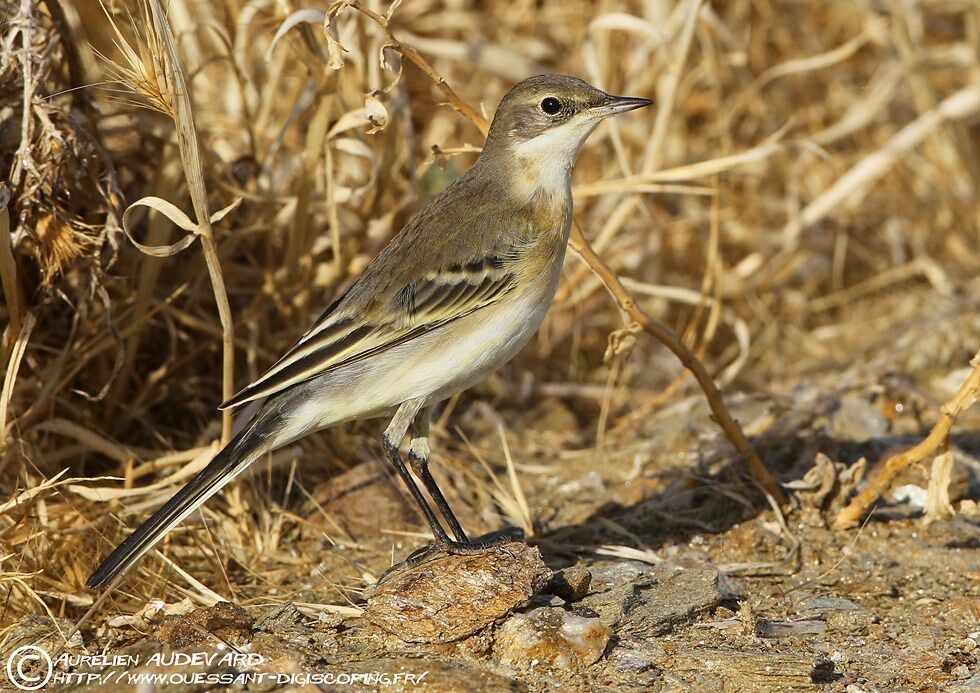 Western Yellow Wagtail