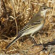 Western Yellow Wagtail