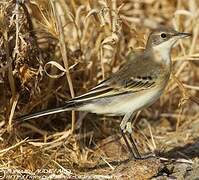 Western Yellow Wagtail