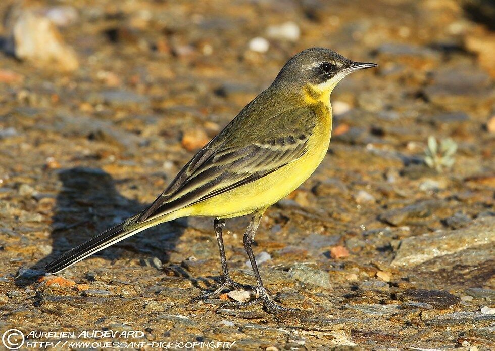 Western Yellow Wagtail male adult