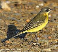 Western Yellow Wagtail