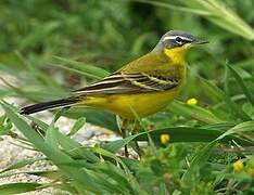 Western Yellow Wagtail