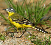 Western Yellow Wagtail