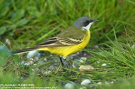 Western Yellow Wagtail