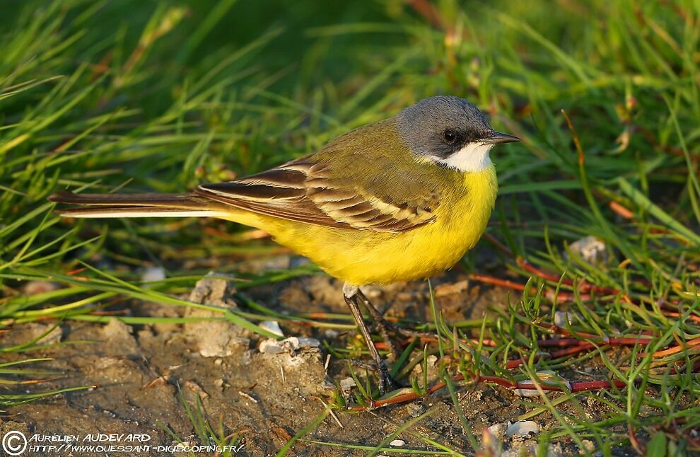 Western Yellow Wagtail