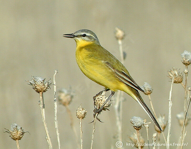 Western Yellow Wagtail male adult breeding