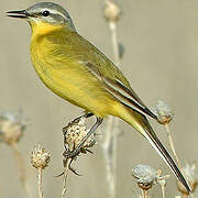 Western Yellow Wagtail