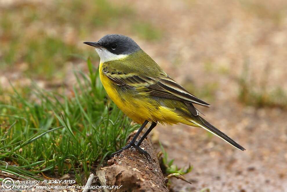 Western Yellow Wagtail male adult breeding, identification