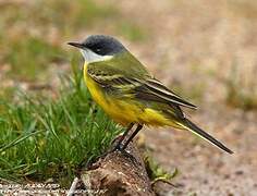 Western Yellow Wagtail