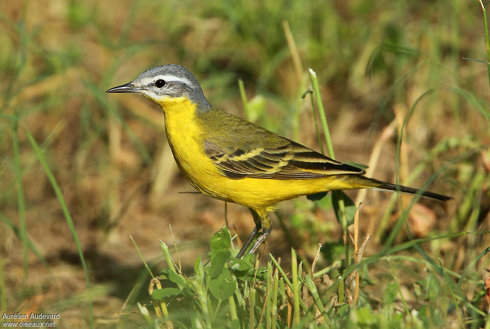 Western Yellow Wagtail male adult, identification