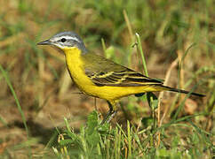 Western Yellow Wagtail