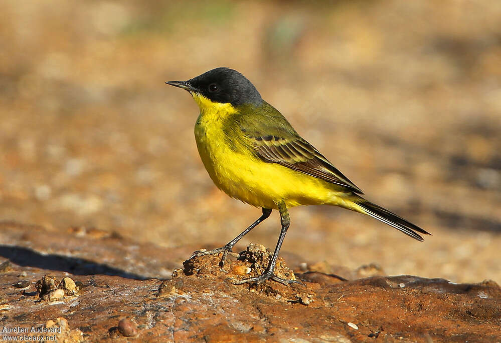 Western Yellow Wagtail male adult breeding, identification