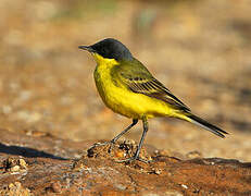 Western Yellow Wagtail