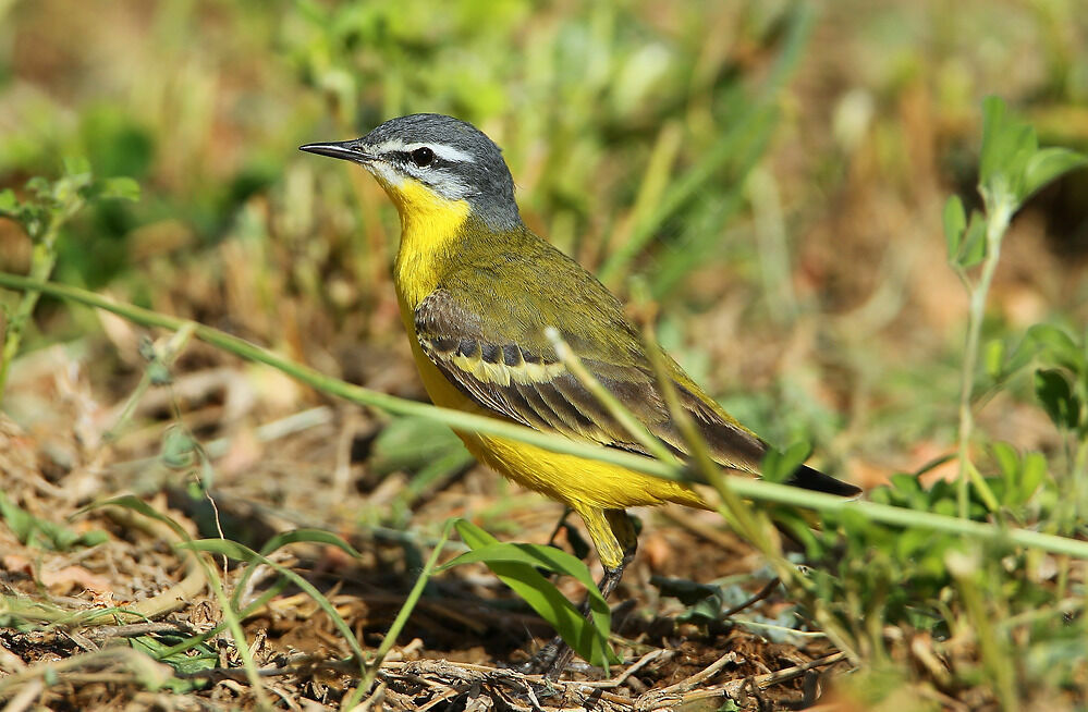 Western Yellow Wagtail male adult breeding, identification