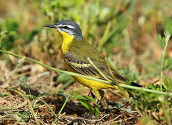 Western Yellow Wagtail