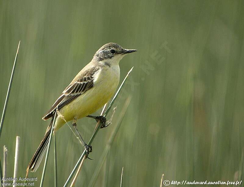 Western Yellow Wagtail female adult, identification