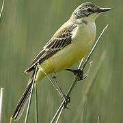 Western Yellow Wagtail