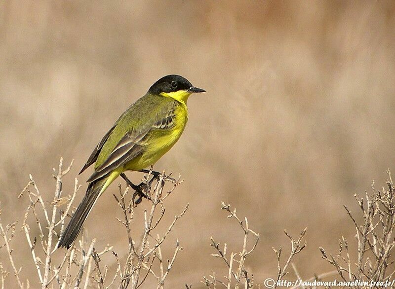 Western Yellow Wagtail