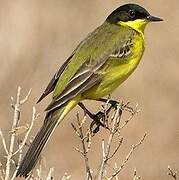 Western Yellow Wagtail