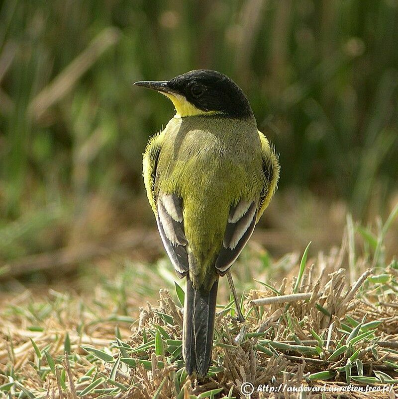 Western Yellow Wagtail male adult breeding