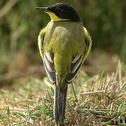 Western Yellow Wagtail