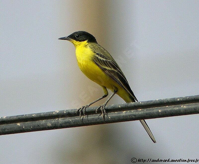 Western Yellow Wagtail male adult breeding