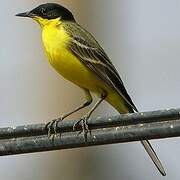 Western Yellow Wagtail