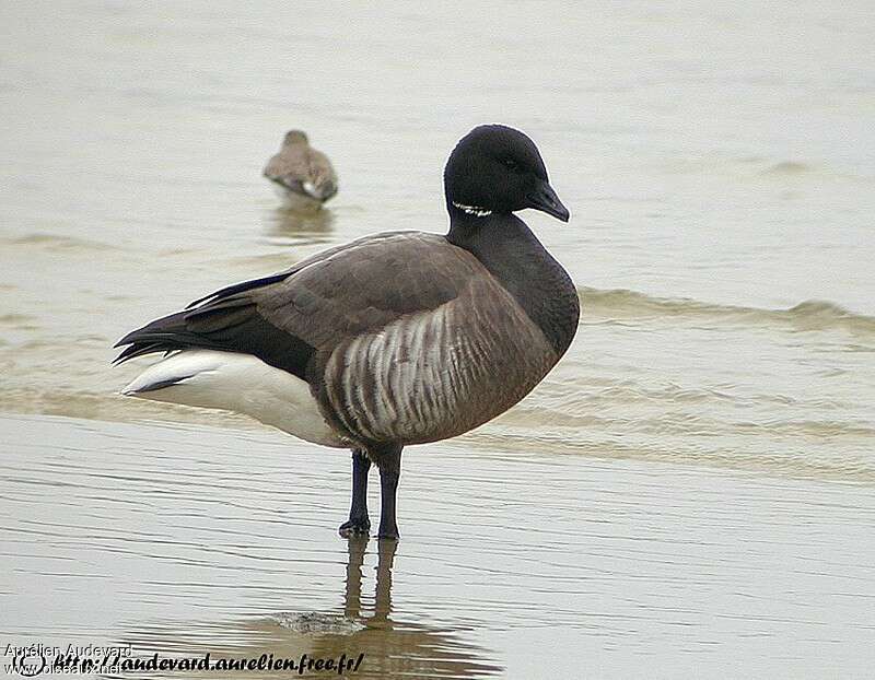 Brant Gooseadult post breeding, identification