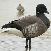 Brant Goose