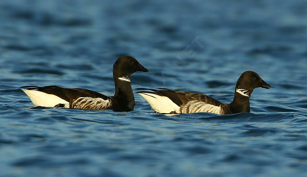 Brant Goose, identification