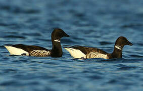 Brant Goose