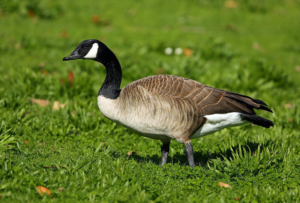 Canada Goose