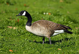 Canada Goose