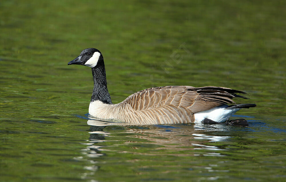 Canada Goose